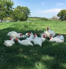 Pasture Raised Chickens - Photo 2