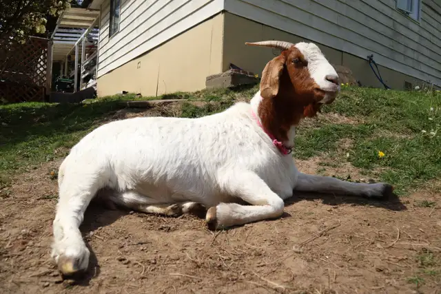 Goat herd