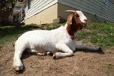 Goat herd