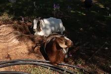 Goat herd - Photo 2