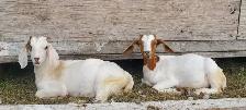 Goat herd - Photo 3