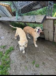 Irish wolfhound pups for sale