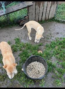 Irish wolfhound pups for sale - Photo 2