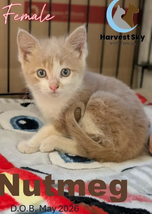 HARVEST SKY ANIMAL RESCUE - 12 KITTENS & 9 CATS AVAILABLE!