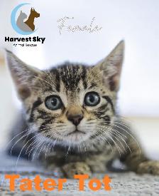 HARVEST SKY ANIMAL RESCUE - 12 KITTENS & 9 CATS AVAILABLE! - Photo 2