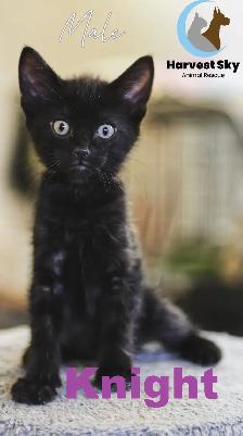HARVEST SKY ANIMAL RESCUE - 12 KITTENS & 9 CATS AVAILABLE! - Photo 8