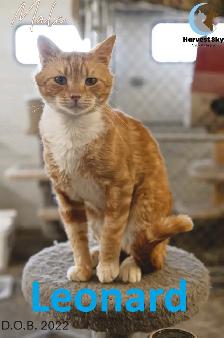 HARVEST SKY ANIMAL RESCUE - 12 KITTENS & 9 CATS AVAILABLE! - Photo 10