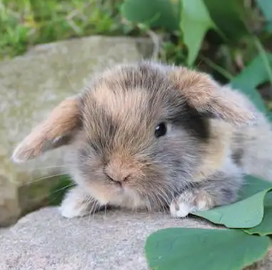 lapin mini belier X belier hollandais