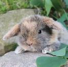 lapin mini belier X belier hollandais