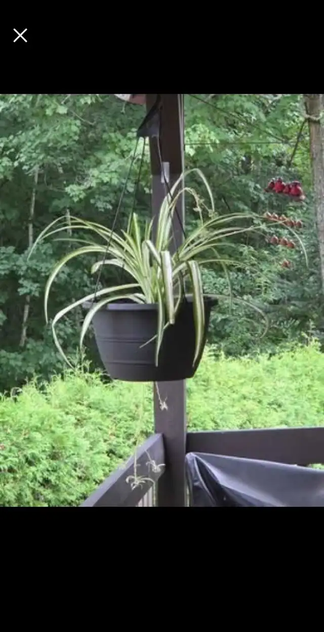 3 GROSSES PLANTES ARAIGNÉES $25./ CHACUNE