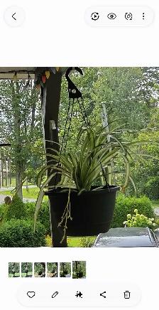 3 GROSSES PLANTES ARAIGNÉES $25./ CHACUNE - Photo 3