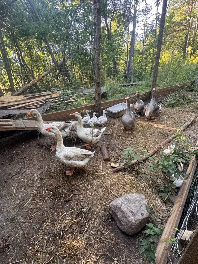 selling animals