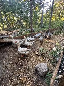 selling animals