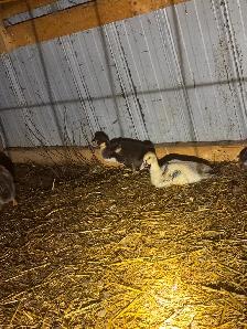 selling animals - Photo 2