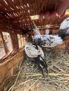 selling animals - Photo 3