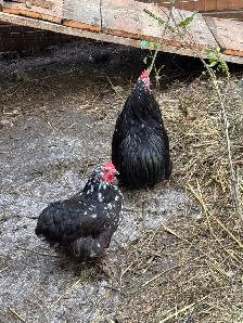 selling animals - Photo 4