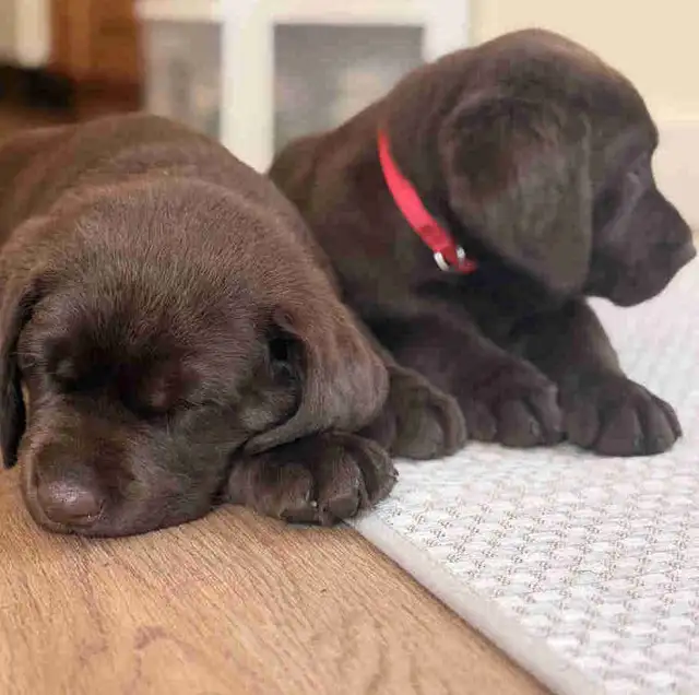 CKC Labrador Retriever Puppies