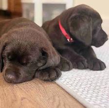 CKC Labrador Retriever Puppies