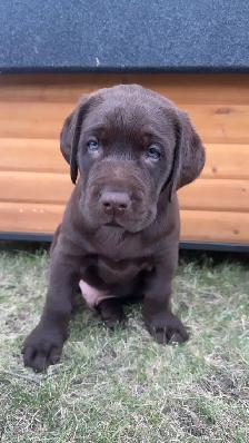CKC Labrador Retriever Puppies - Photo 2