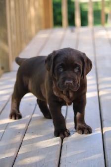 CKC Labrador Retriever Puppies - Photo 3