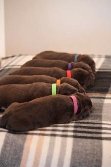 CKC Labrador Retriever Puppies - Photo 4