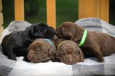 CKC Labrador Retriever Puppies - Photo 5