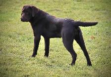 CKC Labrador Retriever Puppies - Photo 6