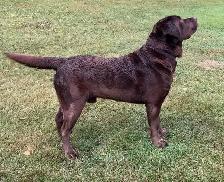 CKC Labrador Retriever Puppies - Photo 7