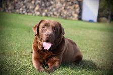 CKC Labrador Retriever Puppies - Photo 8