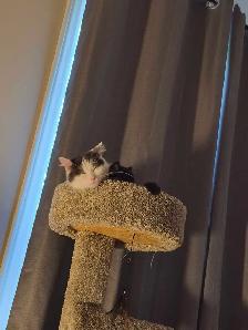 2 year old female cat available - Photo 8