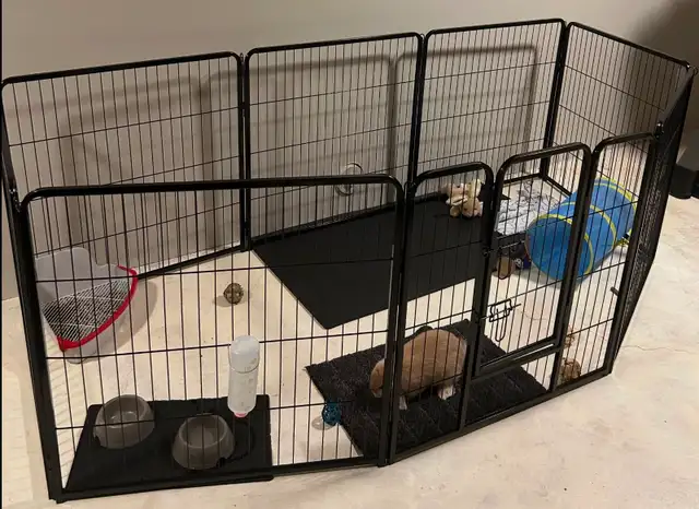 Holland Lap Bunny & 8 panel exercise pen