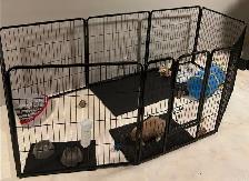 Holland Lap Bunny & 8 panel exercise pen