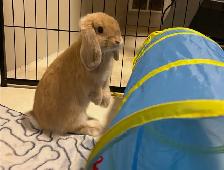 Holland Lap Bunny & 8 panel exercise pen - Photo 2