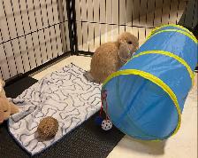 Holland Lap Bunny & 8 panel exercise pen - Photo 3
