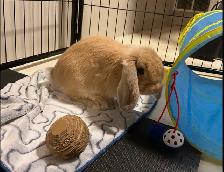 Holland Lap Bunny & 8 panel exercise pen - Photo 4