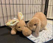 Holland Lap Bunny & 8 panel exercise pen - Photo 5