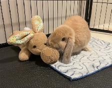 Holland Lap Bunny & 8 panel exercise pen - Photo 6