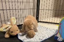 Holland Lap Bunny & 8 panel exercise pen - Photo 7