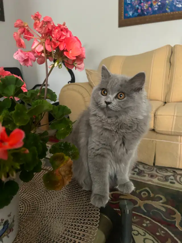Scottish Straight Blue long-hair kittens registered in CCA/AFC