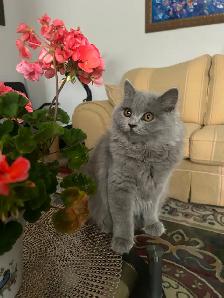 Scottish Straight Blue long-hair kittens registered in CCA/AFC