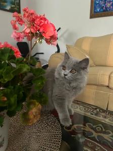 Scottish Straight Blue long-hair kittens registered in CCA/AFC - Photo 2