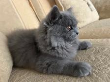 Scottish Straight Blue long-hair kittens registered in CCA/AFC - Photo 8
