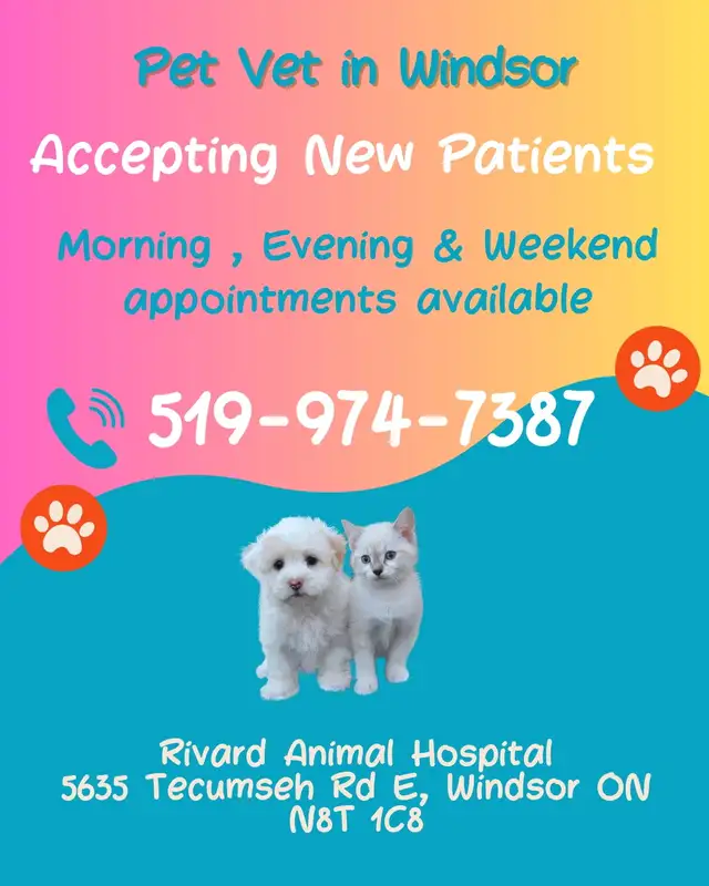 Vet for Pet in Windsor
