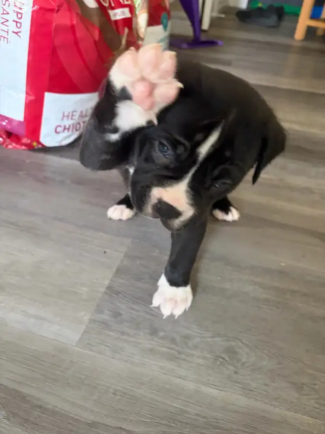 Puppies looking for their forever homes