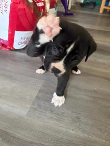 Puppies looking for their forever homes