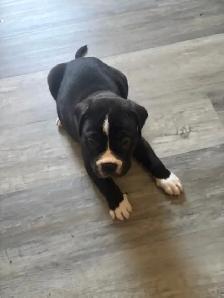 Puppies looking for their forever homes - Photo 2