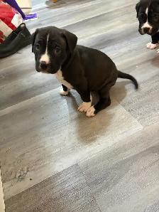 Puppies looking for their forever homes - Photo 3
