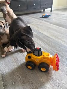 Puppies looking for their forever homes - Photo 4