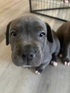Puppies looking for their forever homes - Photo 5