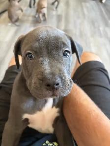 Puppies looking for their forever homes - Photo 6